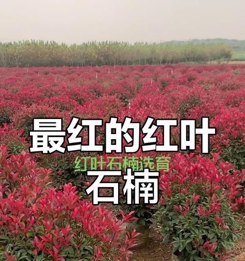 石楠品种有哪些特点？石楠品种如何分类？
