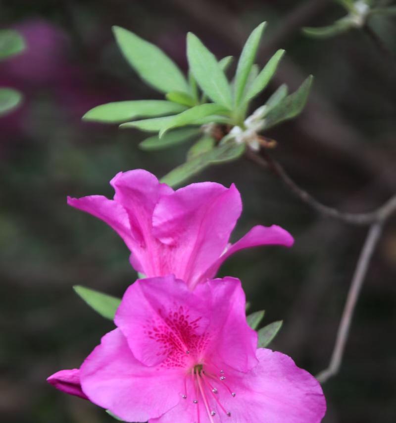 春天有哪些花盛开？春天赏花去哪里最合适？