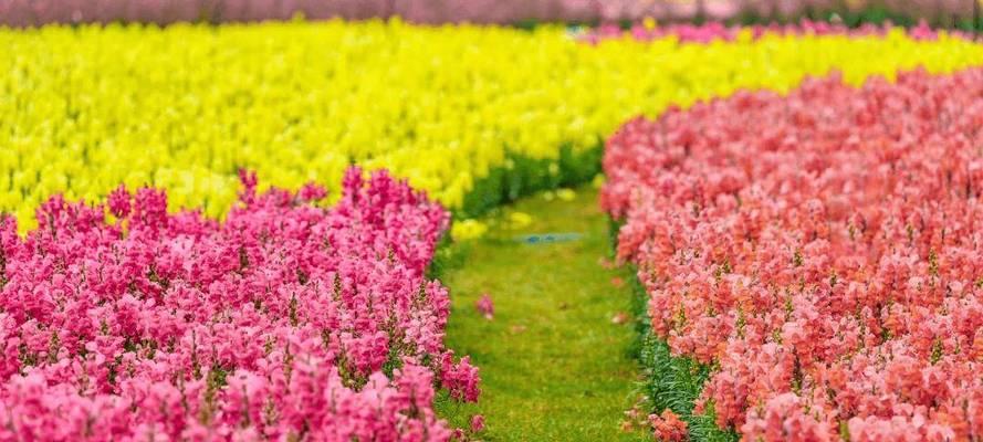 春天有哪些花盛开？春天赏花去哪里最合适？