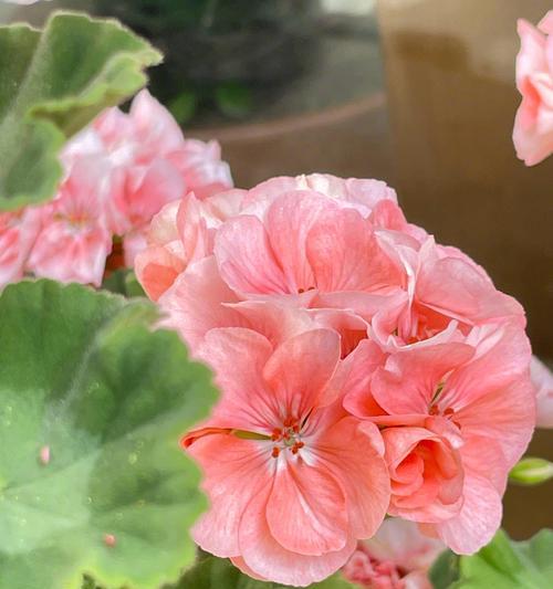 春天有哪些花盛开？春天赏花去哪里最合适？