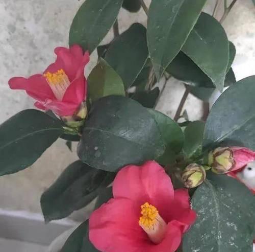 什么花耐旱？耐旱花卉有哪些推荐？
