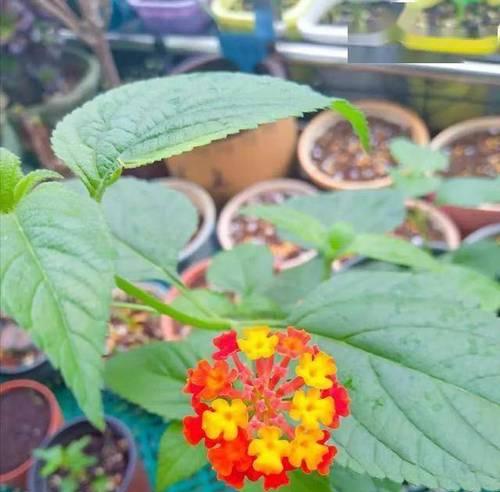 什么花耐旱？耐旱花卉有哪些推荐？