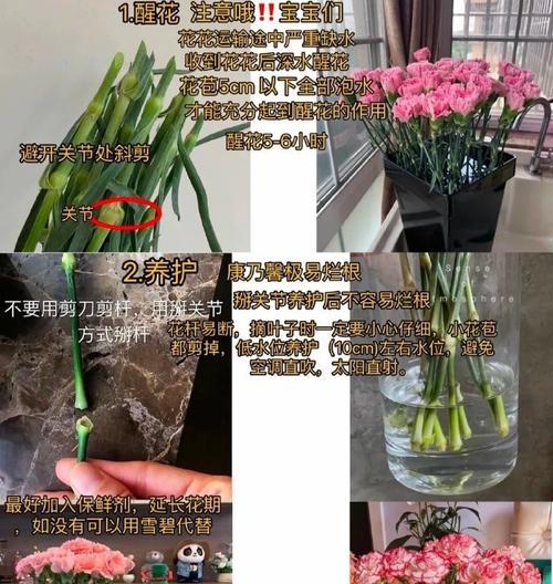 康乃馨移栽的正确步骤是什么？