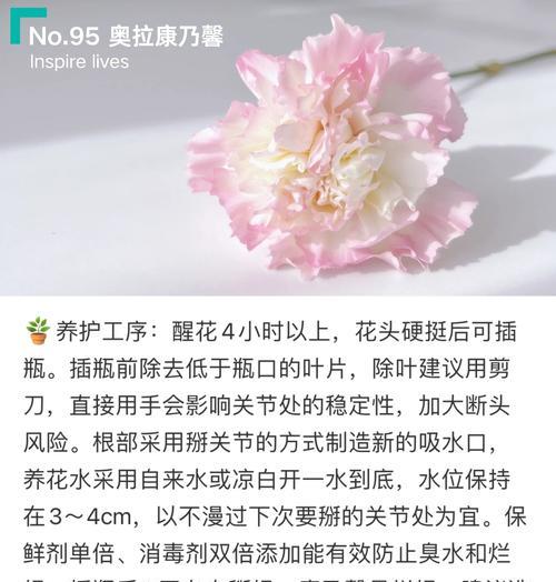 康乃馨移栽的正确步骤是什么？