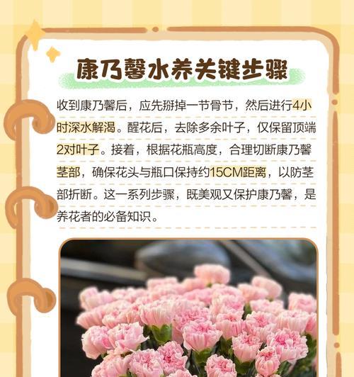 康乃馨移栽的正确步骤是什么？