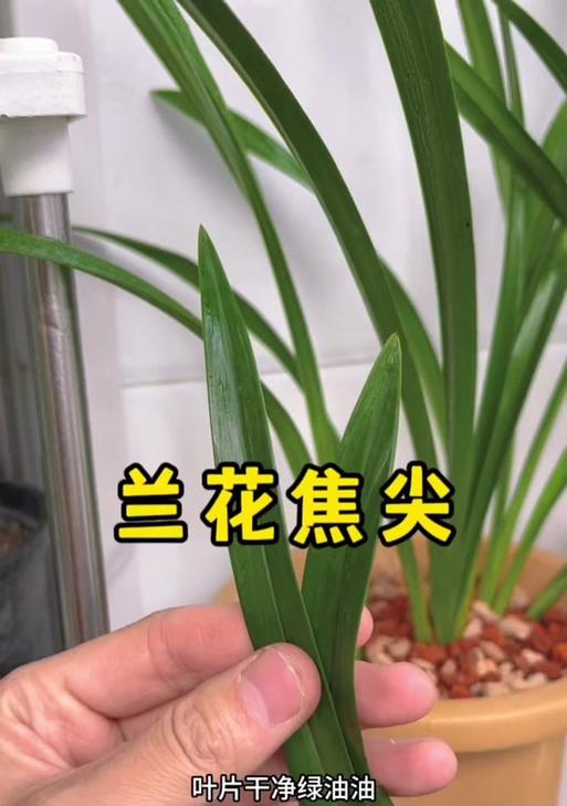兰花叶子发黄可能是哪些原因造成的？