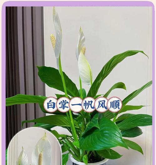 一帆风顺施肥技巧是什么？