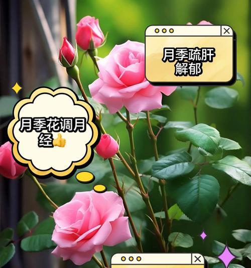 月季花繁殖方法有哪些？如何高效繁殖月季花？