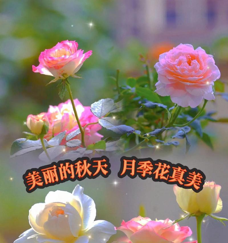 月季花繁殖方法有哪些？如何高效繁殖月季花？