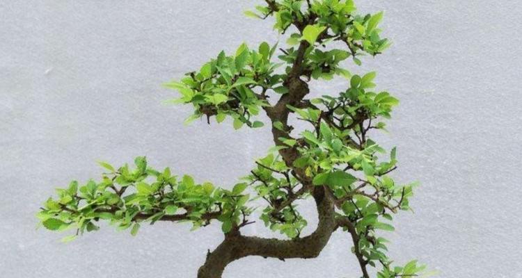 盆栽种类繁多，你知道哪些是最适合初学者的吗？
