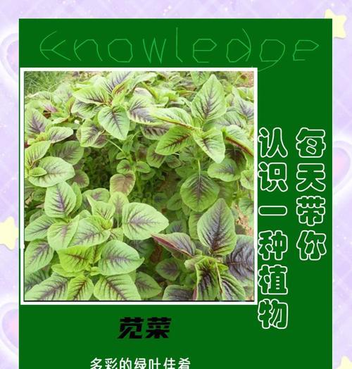 苋指的是哪种植物？苋的种类及其特性是什么？