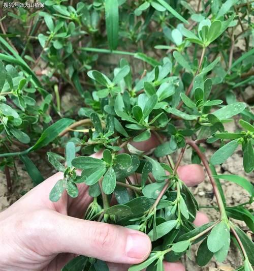 苋指的是哪种植物？苋的种类及其特性是什么？
