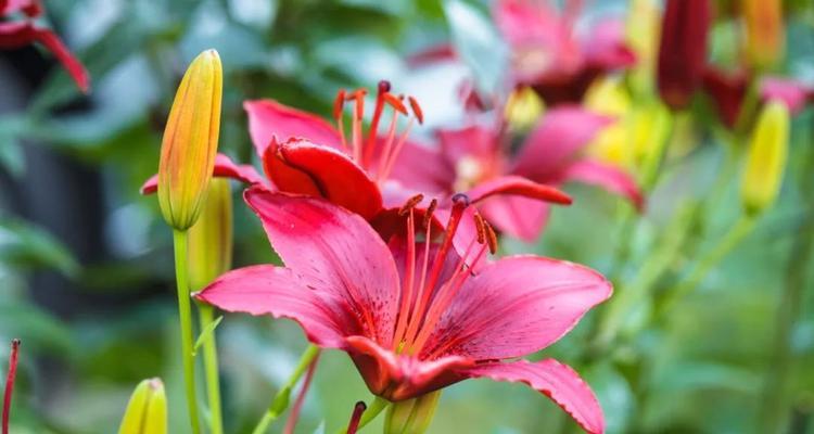 秋季开放的花有哪些？秋季花卉的种植和护理技巧是什么？