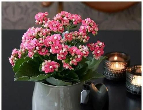 秋季开放的花有哪些？秋季花卉的种植和护理技巧是什么？