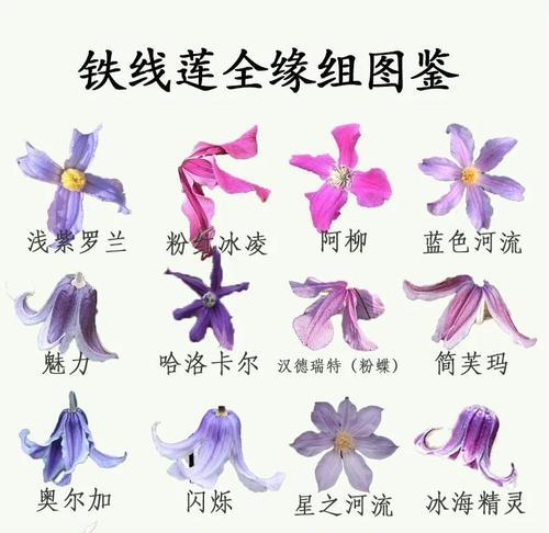 铁线莲养护的常见问题有哪些？