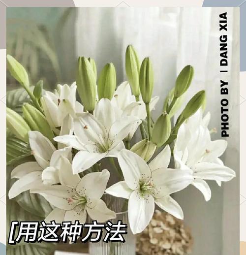 百合花的正确养护方法是什么？