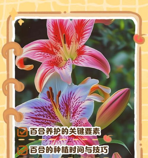 百合花的正确养护方法是什么？