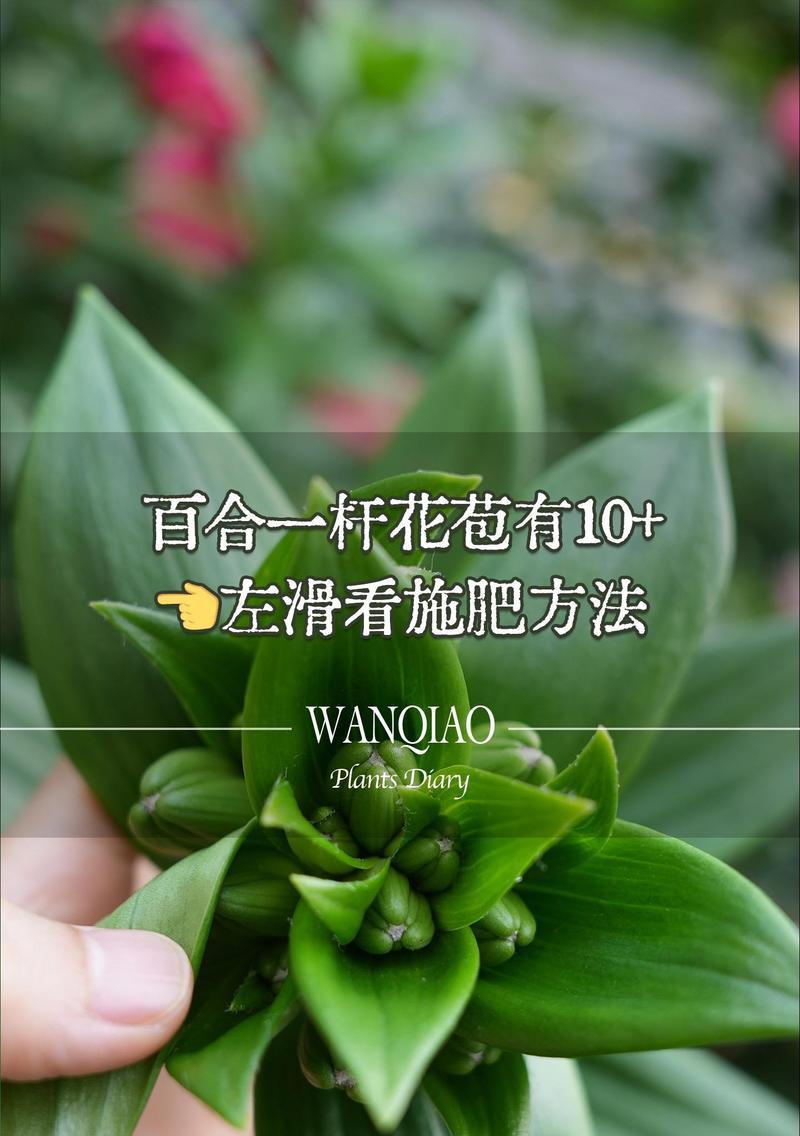 百合花的正确养护方法是什么？