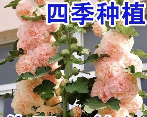 蜀葵种子播种的正确步骤是什么？