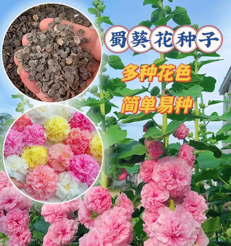 蜀葵种子播种的正确步骤是什么？