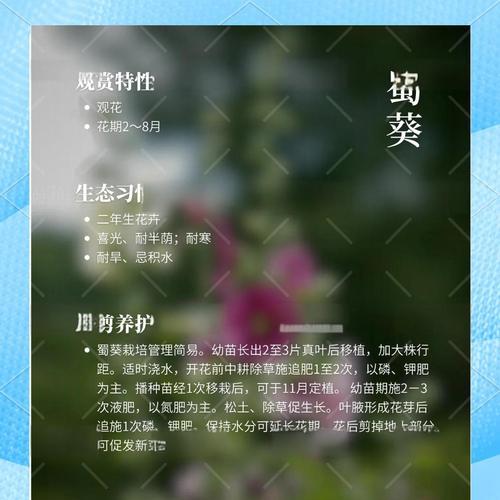 蜀葵种子播种的正确步骤是什么？