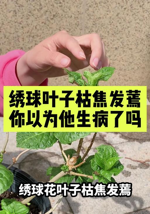 绣球蔫了如何处理？有哪些恢复方法？