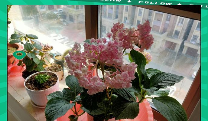 绣球蔫了如何处理？有哪些恢复方法？