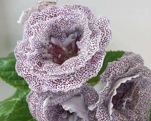 芙蓉的品种有哪些特点？如何选择芙蓉品种？
