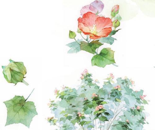 芙蓉的品种有哪些特点？如何选择芙蓉品种？