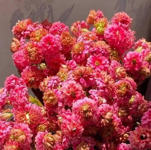 芙蓉的品种有哪些特点？如何选择芙蓉品种？