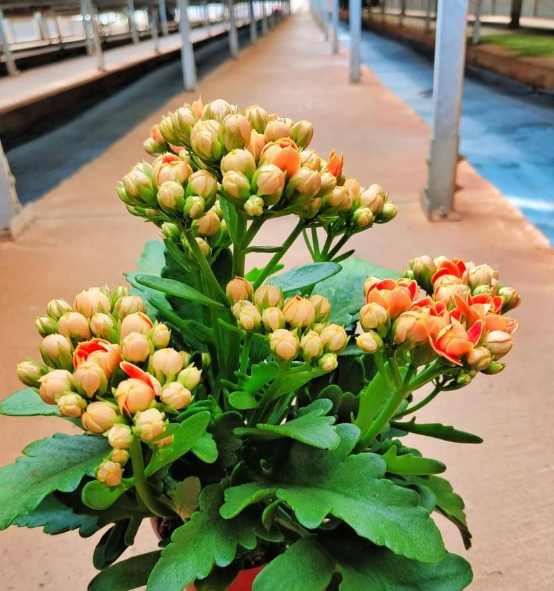 曼陀罗种植方法有哪些？如何确保成活率？