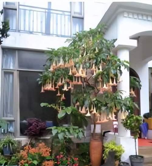 曼陀罗种植方法有哪些？如何确保成活率？