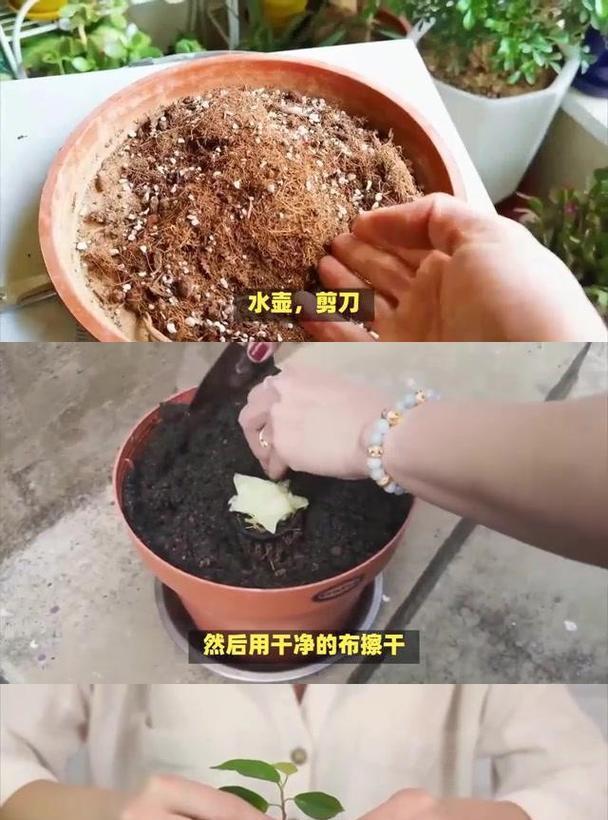君子兰种子播种的正确方法？