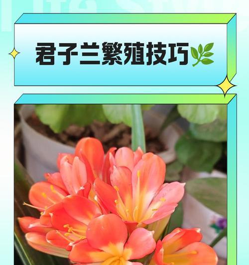 君子兰种子播种的正确方法？
