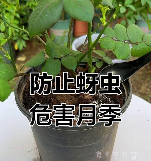 月季长虫怎么处理？防治虫害的有效方法是什么？