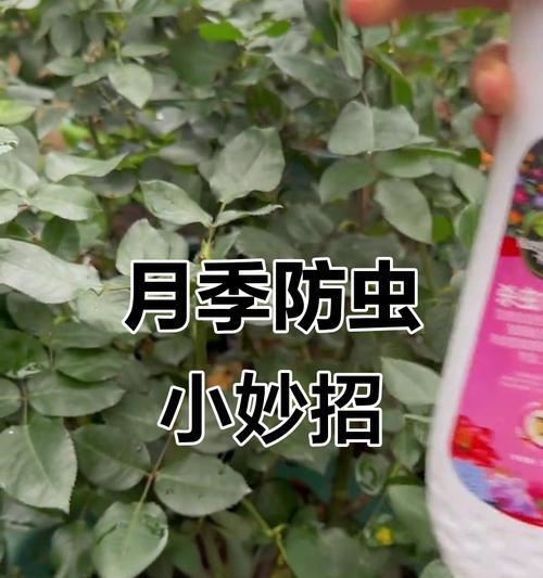 月季长虫怎么处理？防治虫害的有效方法是什么？