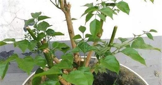 幸福植物修剪的最佳方法是什么？