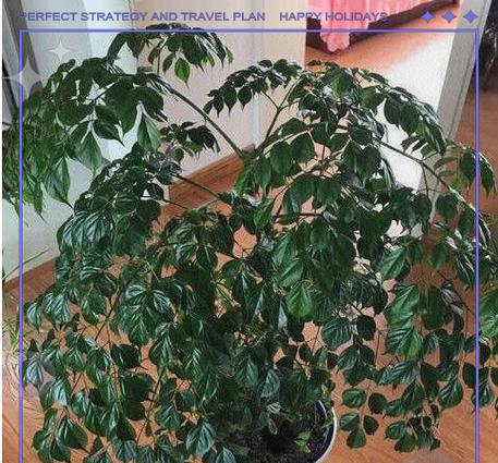 幸福植物修剪的最佳方法是什么？