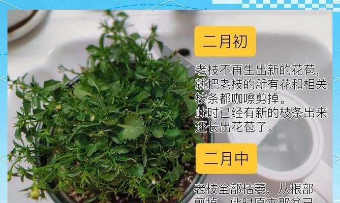 盆景草有哪些品种？盆景草品种的挑选和养护方法是什么？