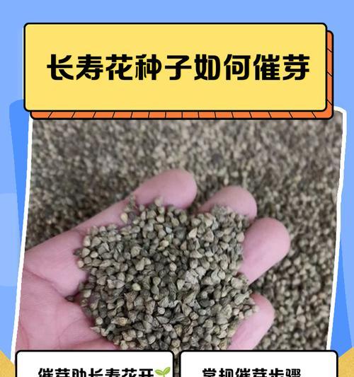 催芽的方法有哪些？如何提高种子发芽率？