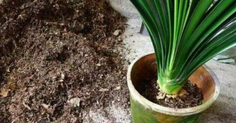 松针土的制作方法有哪些？它对植物生长有何益处？