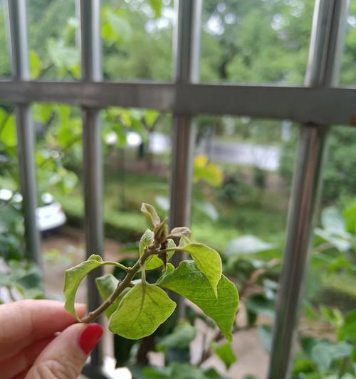 三角梅掉花是什么原因？如何预防？