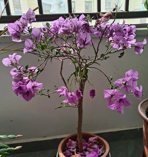 三角梅掉花是什么原因？如何预防？