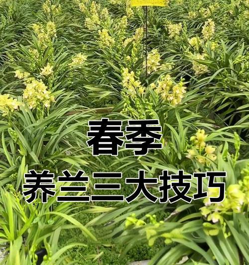 兰花有哪些品种？兰花品种介绍及养护要点是什么？