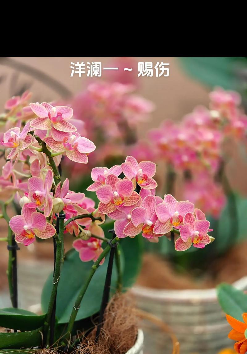 兰花有哪些品种？兰花品种介绍及养护要点是什么？