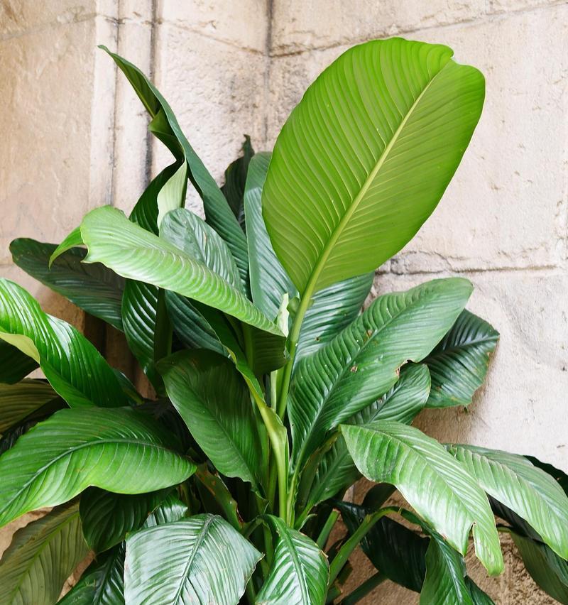 叶子圆的植物都有哪些？哪些植物的叶子形状最独特？