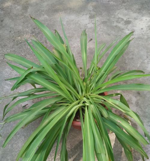 叶子圆的植物都有哪些？哪些植物的叶子形状最独特？