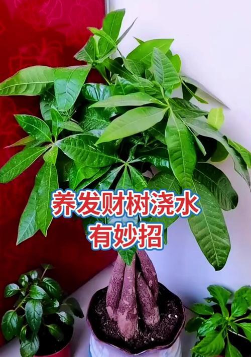 发财树怎么养才能长得茂盛？