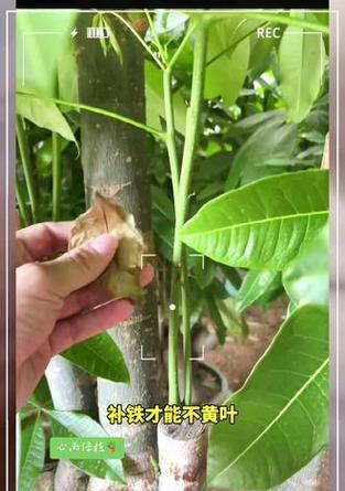 发财树怎么养才能长得茂盛？