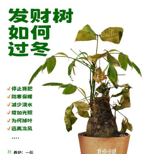 发财树怎么养才能长得茂盛？